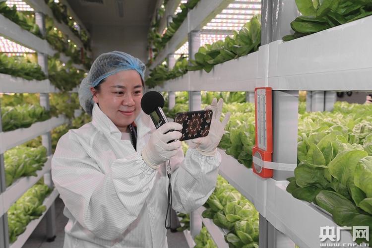 技术人员在检查植物工厂产品